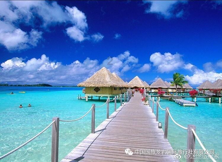 大白猫逃脱